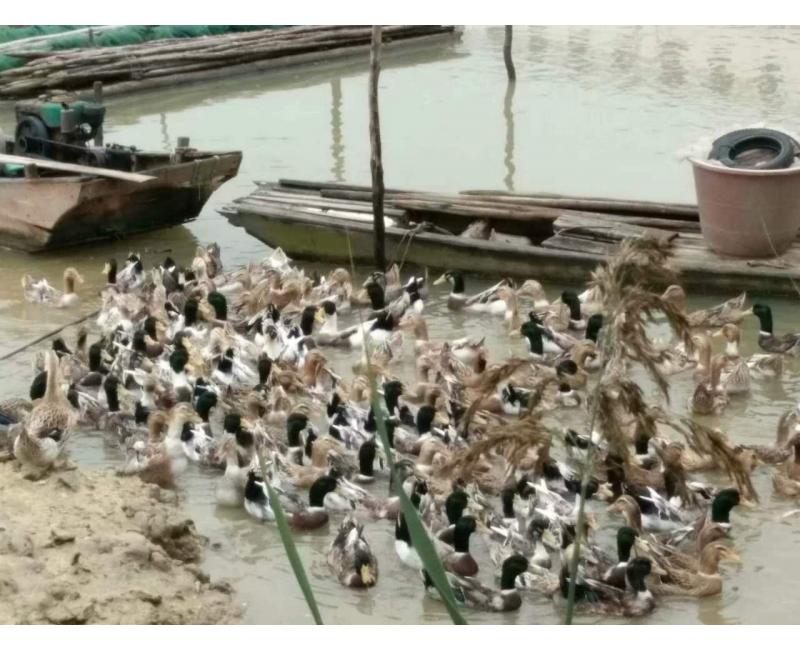 純放養(yǎng)青頭鴨、三那土雞、鳳尾菇 原生態(tài)產(chǎn)品